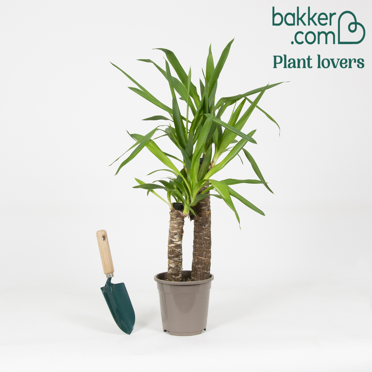 Bakker - Yucca elephantipes