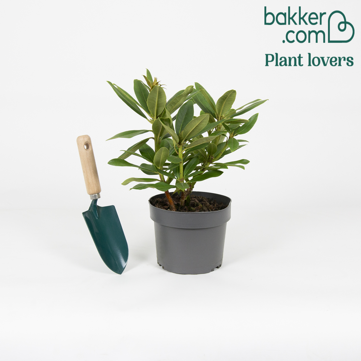 Bakker - Rhododendron 'Polarnacht' - Rhododendron ponticum 'polarnacht'