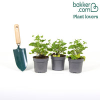 3 Pelargoniums odorants Mosquitaway Eva