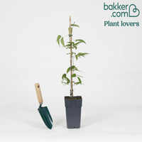 Bakker - Clématite montana 'Rubens'