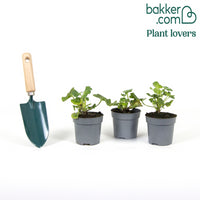 Géranium zonale rose