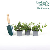 Mélange de 3 plantes : Fuchsias Blue Angel, Dark Eyes, Swingtime