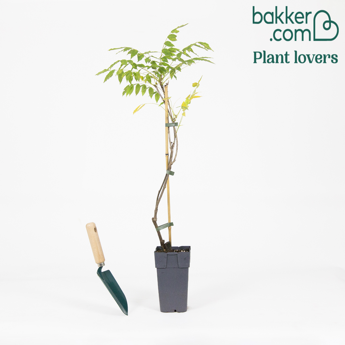 Bakker - Glycine de Chine 'Prolific'