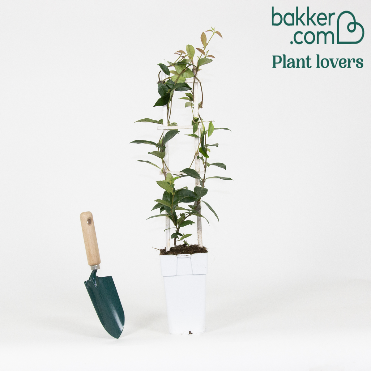 Bakker - Jasmin étoilé 'Star of Venice' - Trachelospermum jasminoides 'star of venice' - Plantes grimpantes