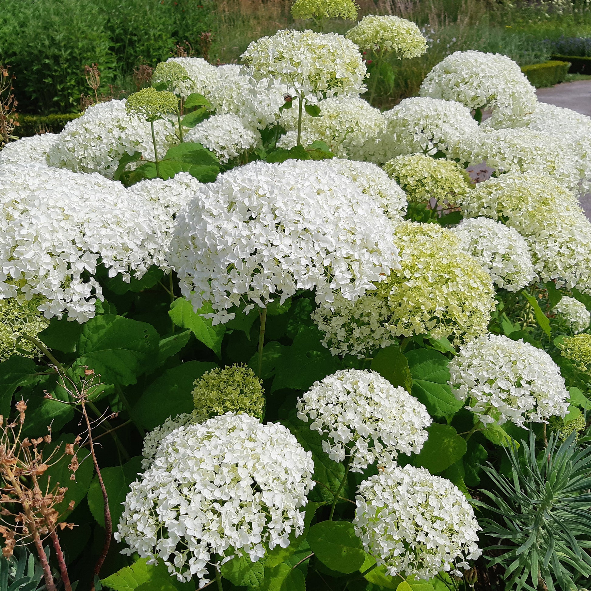 Hortensia - Hortensia 'Strong Annabelle' - Hydrangea arborescens 'strong annabelle'