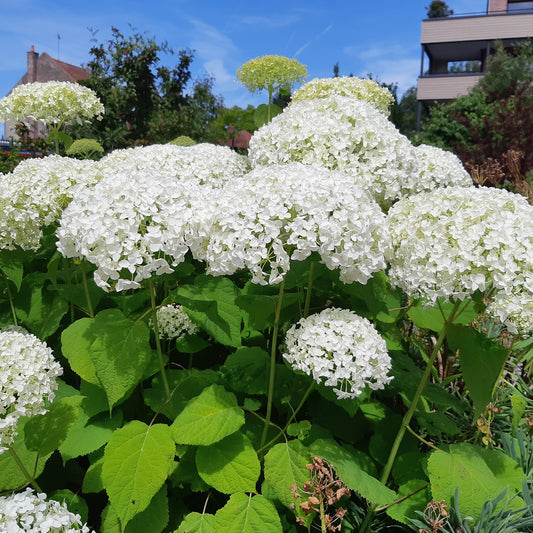 Hortensia Hydrangea 'Strong Annabelle' Blanc - Arbustes à fleurs