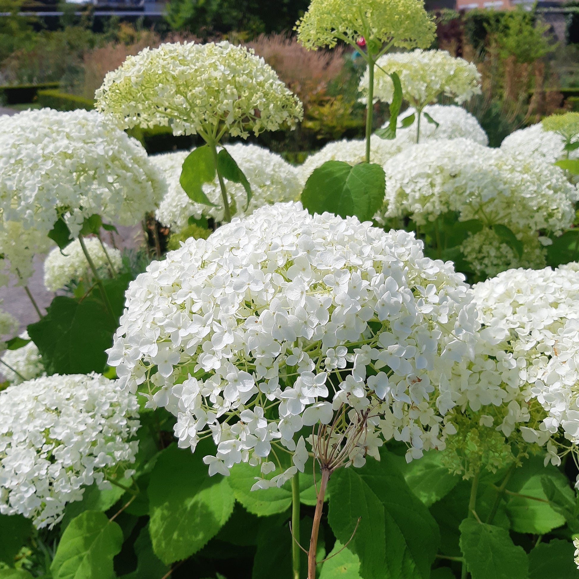 Hydrangea arborescens 'strong annabelle' - Hortensia 'Strong Annabelle' - Hortensia
