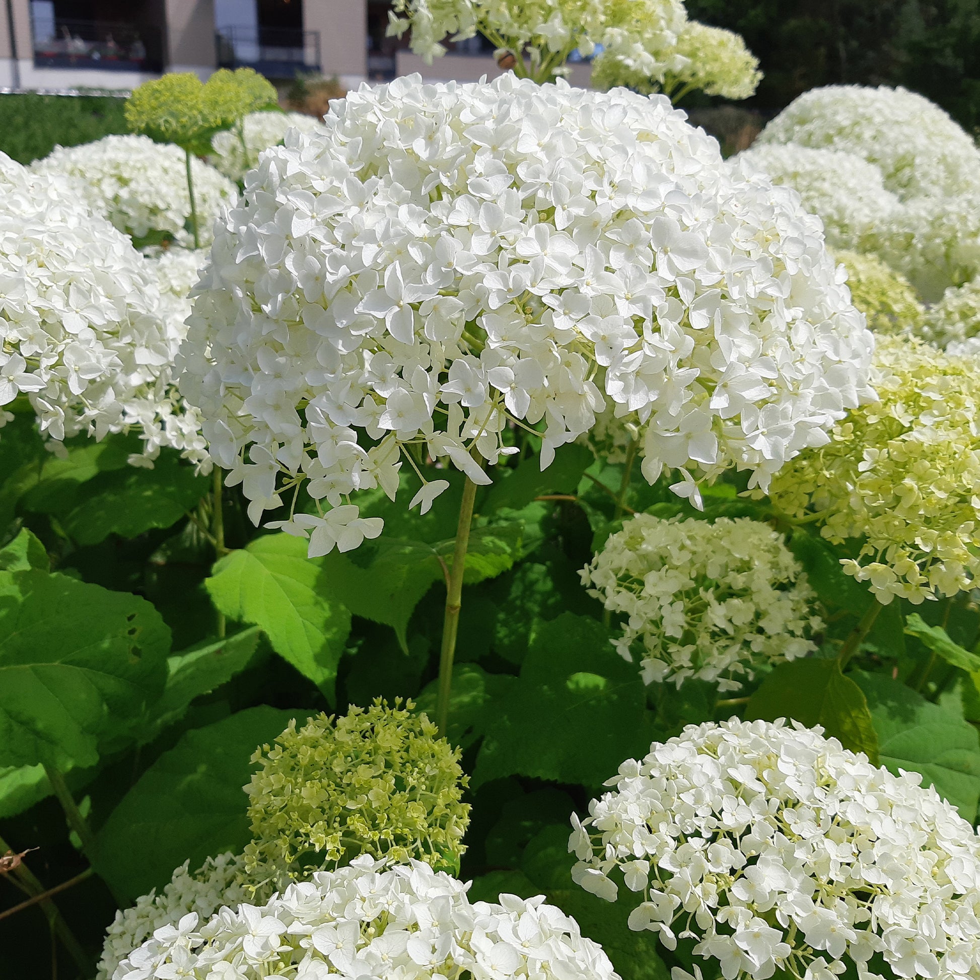 Hortensia 'Strong Annabelle' - Hydrangea arborescens 'strong annabelle' - Bakker