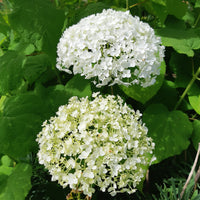 Vente Hortensia 'Strong Annabelle' - Hydrangea arborescens 'strong annabelle'