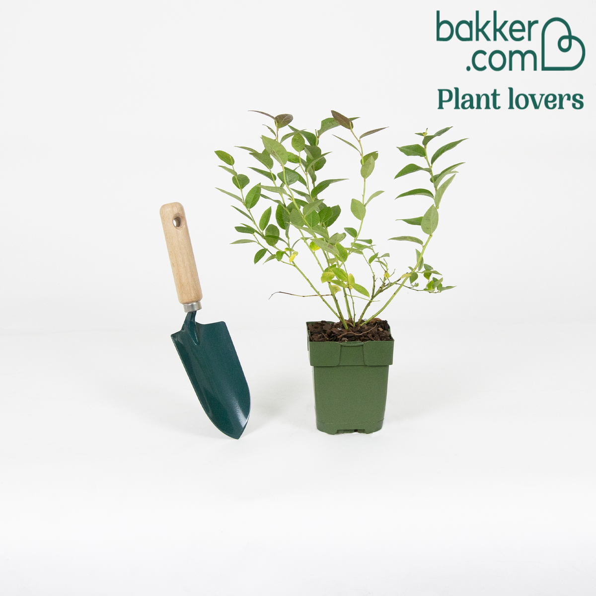 Bakker - Myrtiller 'Brigitta Blue' - Vaccinium corymbosum 'brigitta blue'