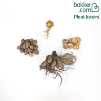 Bakker - 30 bulbes de fleurs Hello Summer en mélange - Dahlia, lilium, gladiolus, liatris