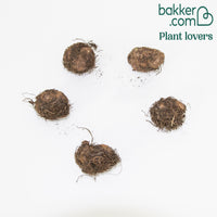 Bakker - 5 Bégonias retombants Scarlet - Begonia pendula 'scarlet' - Bégonia