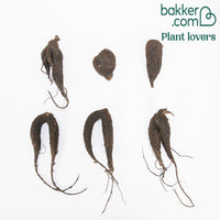 Bakker - 6 Belle-de-nuit en mélange - Mirabilis jalapa