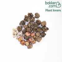 50 Bulbes de fleurs For Bees & Butterflies en mélange