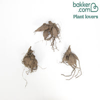 3 Dahlias cactus Tahiti Sunrise