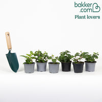 6 Fuchsias All in One en mélange