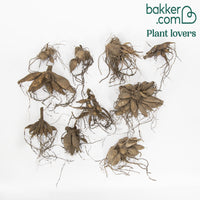 10 Dahlias The Ten en mélange - Dahlia 'the ten' - Bakker