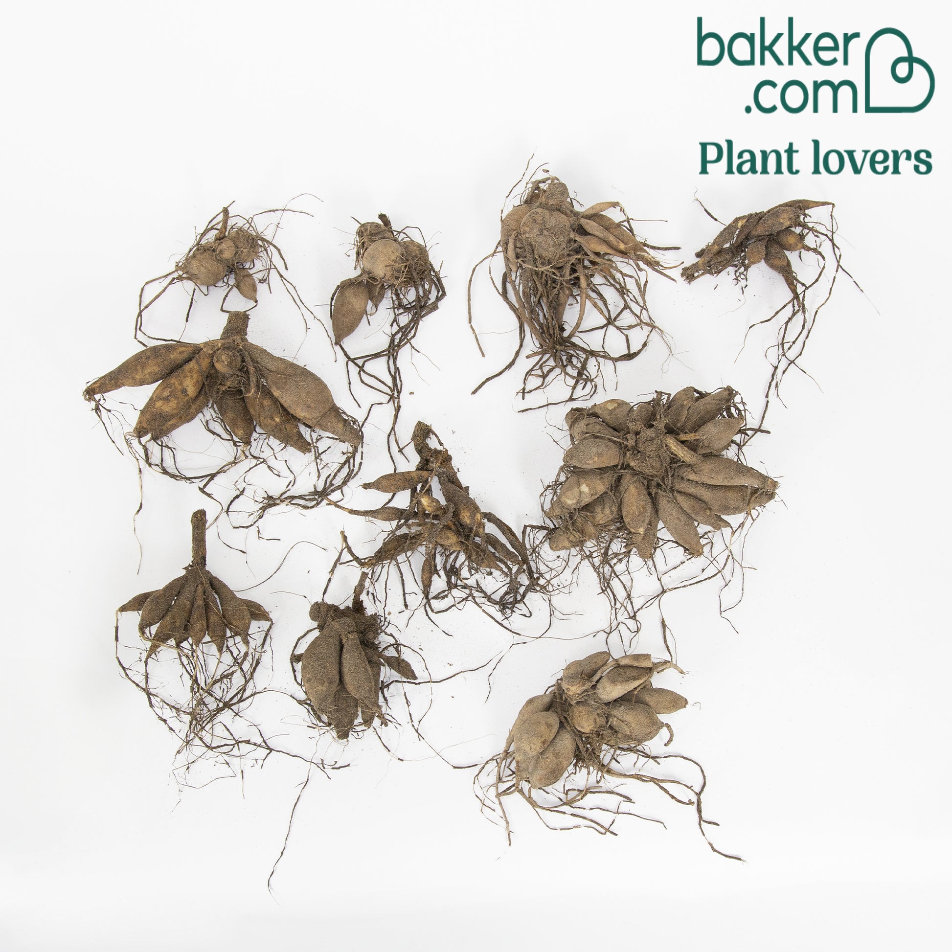 10 Dahlias The Ten en mélange - Dahlia 'the ten' - Bakker