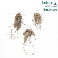 3 Dahlias géant Fleurel