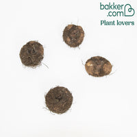 Bakker - 4 Bégonias retombants orange - Begonia pendula