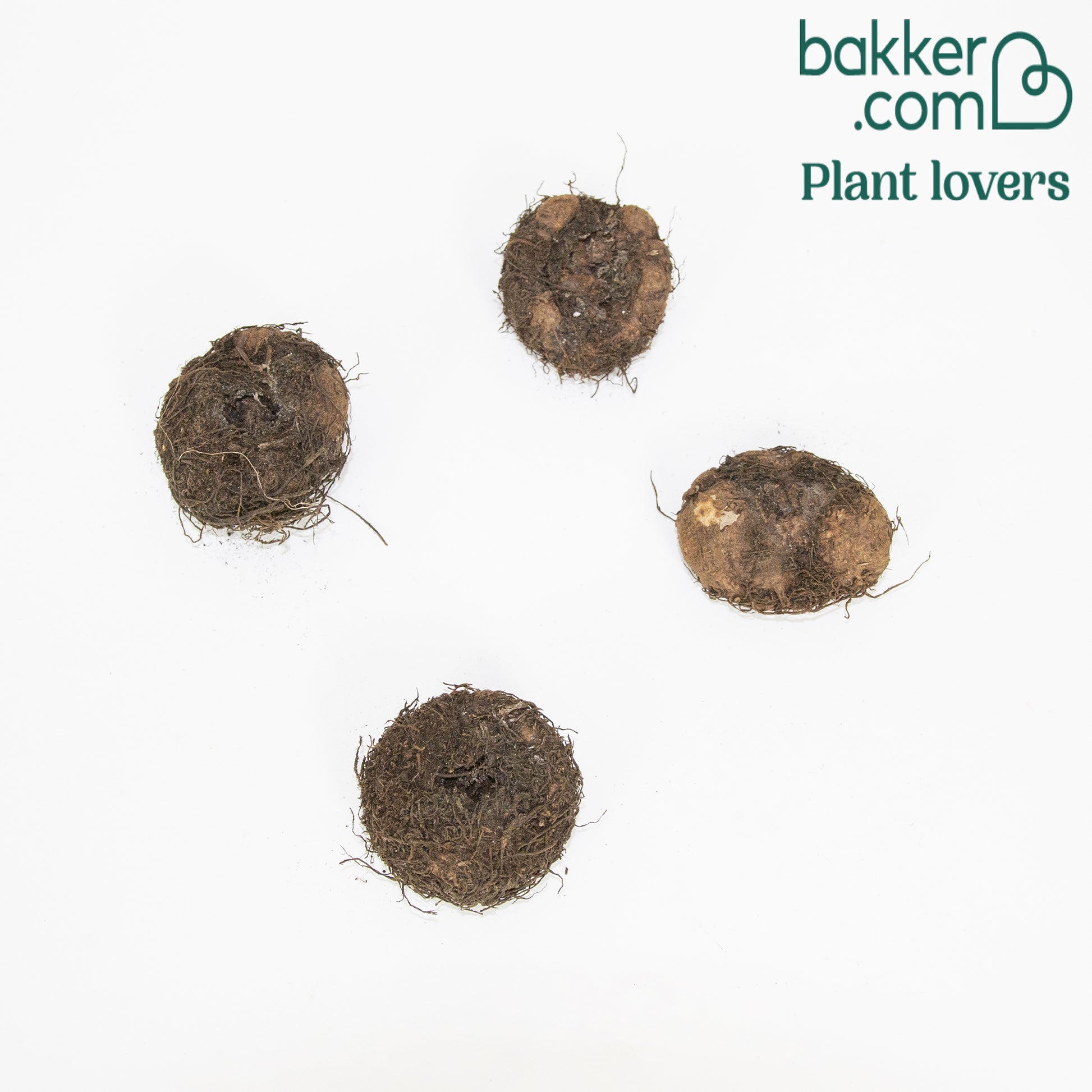 Bakker - 4 Bégonias retombants orange - Begonia pendula