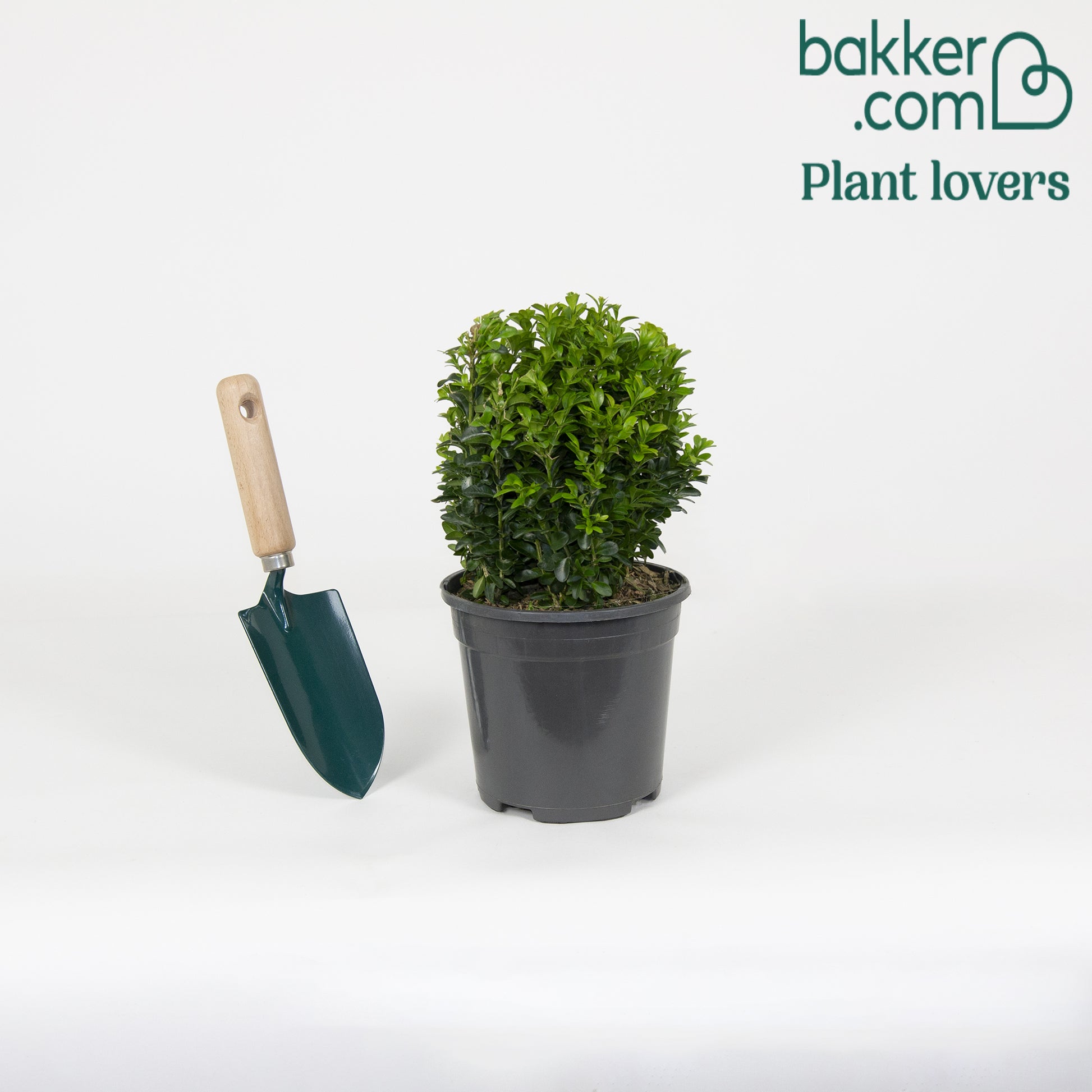 Bakker - Buis boule - Buxus sempervirens - Arbustes et vivaces
