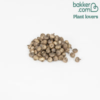 Bakker - 100 Triteleia Queen Fabiola - Triteleia ixioides 'queen fabiola' - Graines de fleurs