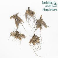 Bakker - 5 Dahlias à grandes fleurs Mammoth en mélange - Dahlia 'mammoth' - Dahlias