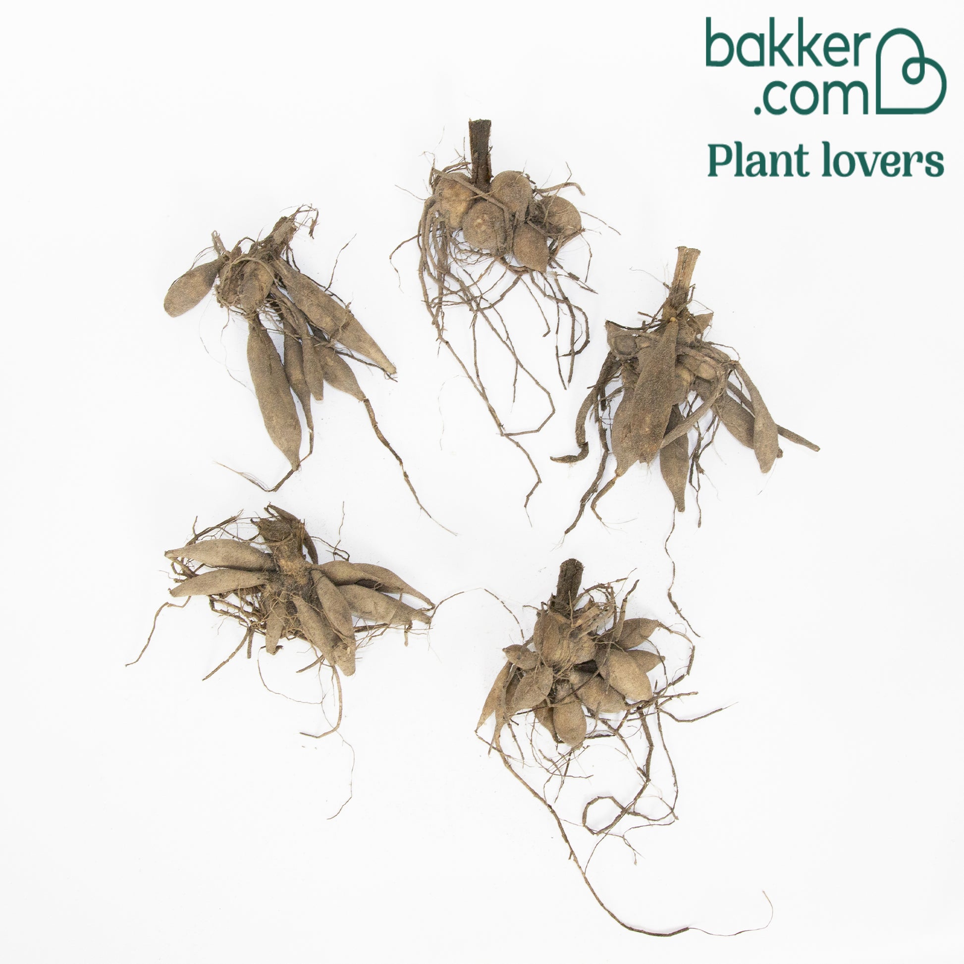 Bakker - 5 Dahlias à grandes fleurs Mammoth en mélange - Dahlia 'mammoth' - Dahlias