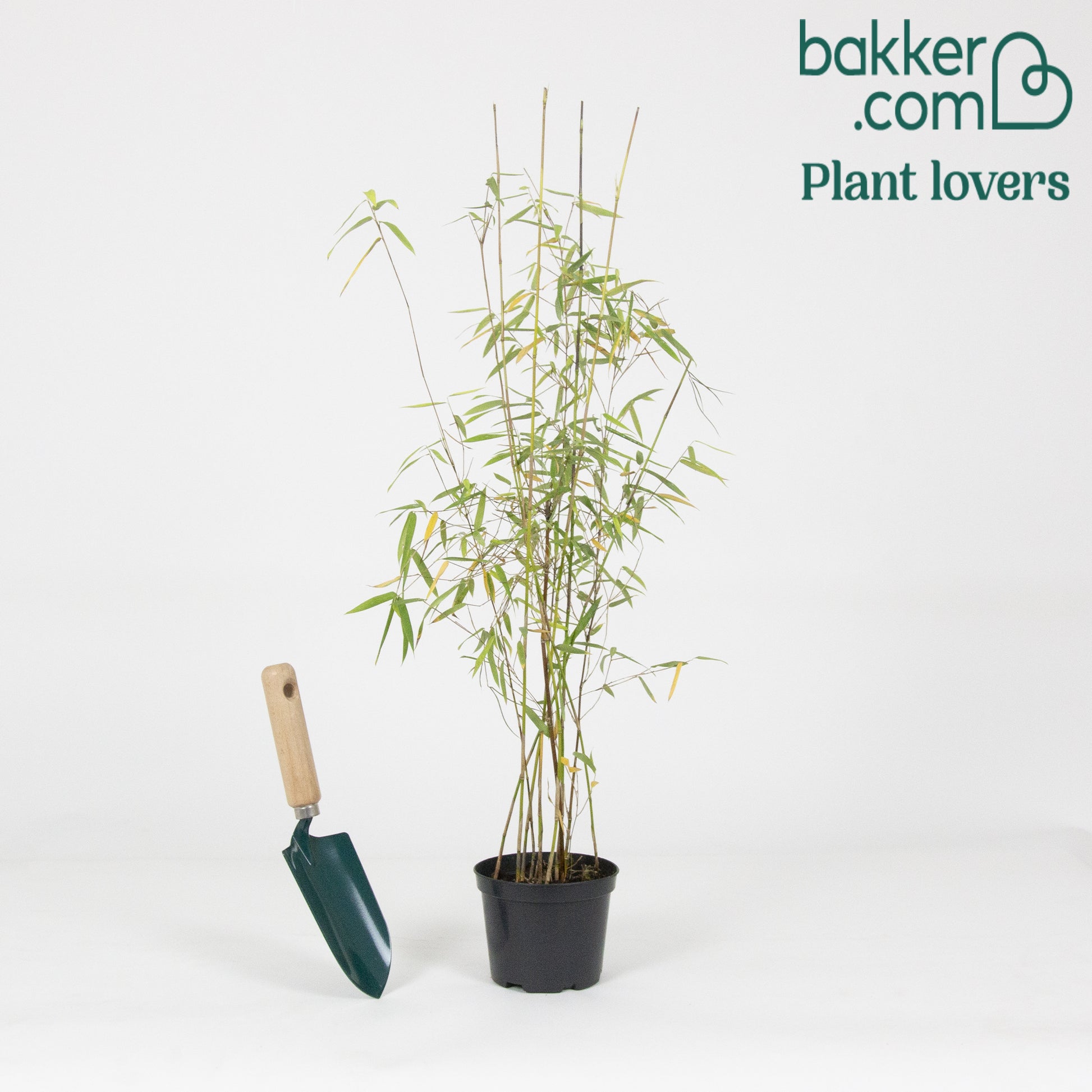 Bakker - Bambou 'Jiuzhaigou' non-traçant - Fargesia robusta 'jiuzhaigou' - Bambou