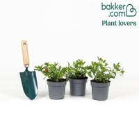 3 Mini-pétunias jaunes/rouges