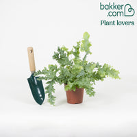 Bakker - Fougère 'Davana' - Phlebodium aureum 'Davana'