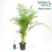 Areca - Palmier d'intérieur