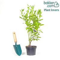 Myrtillier Little Blue Wonder