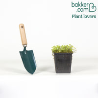 Écuelle d'eau panachée