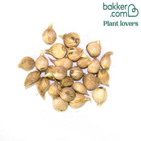 25 Iris Fraternal Twins en mélange