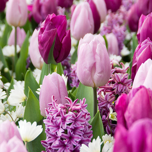 25 Bulbes de fleurs Royal Purple en mélange - Hyacinthus, Tulipa, Anemone - Bakker