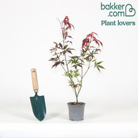 Érable du Japon 'Shaina'