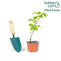 Actinidia arguta 'Issai'