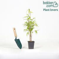 Bambou de haie non-traçant