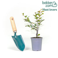 Lilas des Indes violet