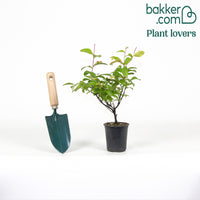 Lilas des Indes rouge