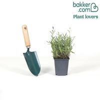 Lavande vraie 'Hidcote'