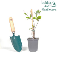 Chèvrefeuille des bois Serotina