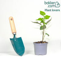 Lilas double Beauty of Moscow