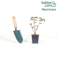 Hortensia paniculé Fraise Melba® Renba