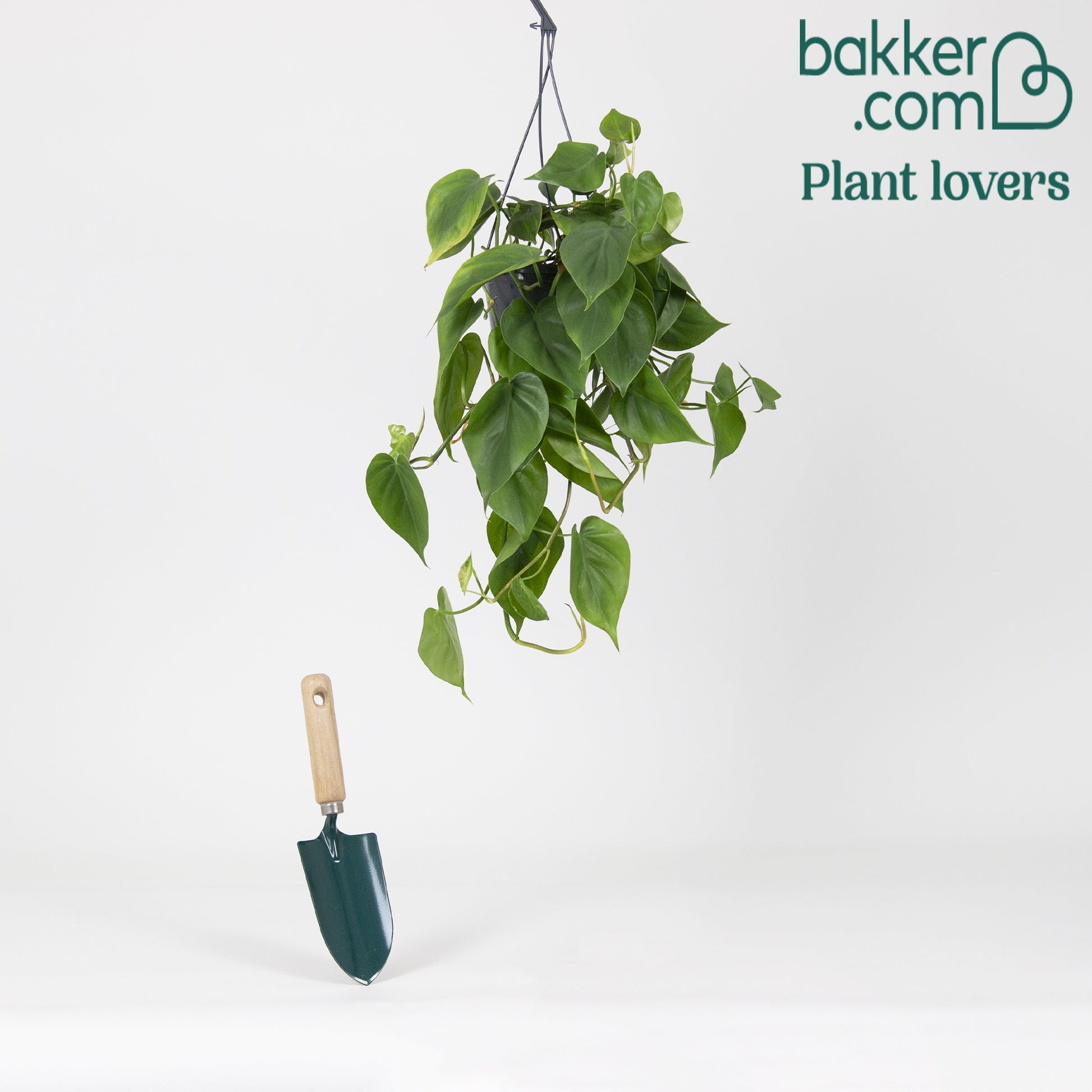 Philodendron-velours