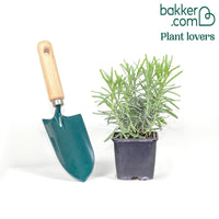 Lavande vraie Munstead