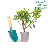 Azalée du Japon Hino Crimson