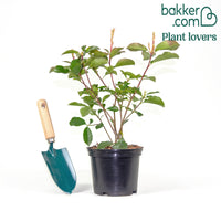 Photinia fraseri Camilvy